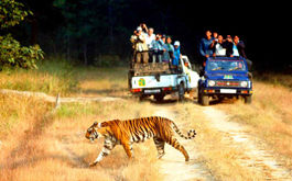  Wildlife Tours